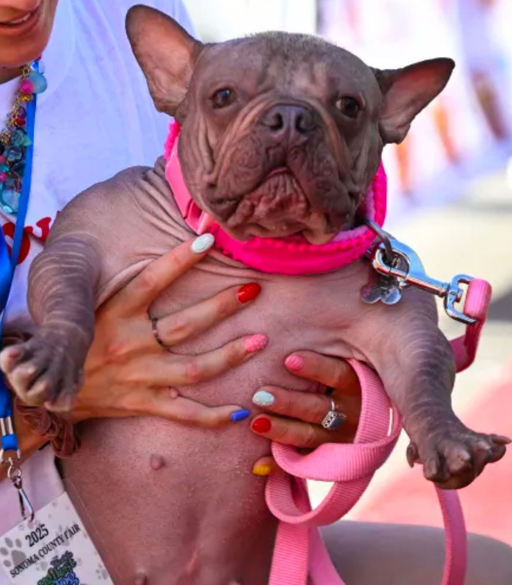 Petunia, a hairless English-French bulldog, has been crowned the winner of 2025 World’s Ugliest Dog contest