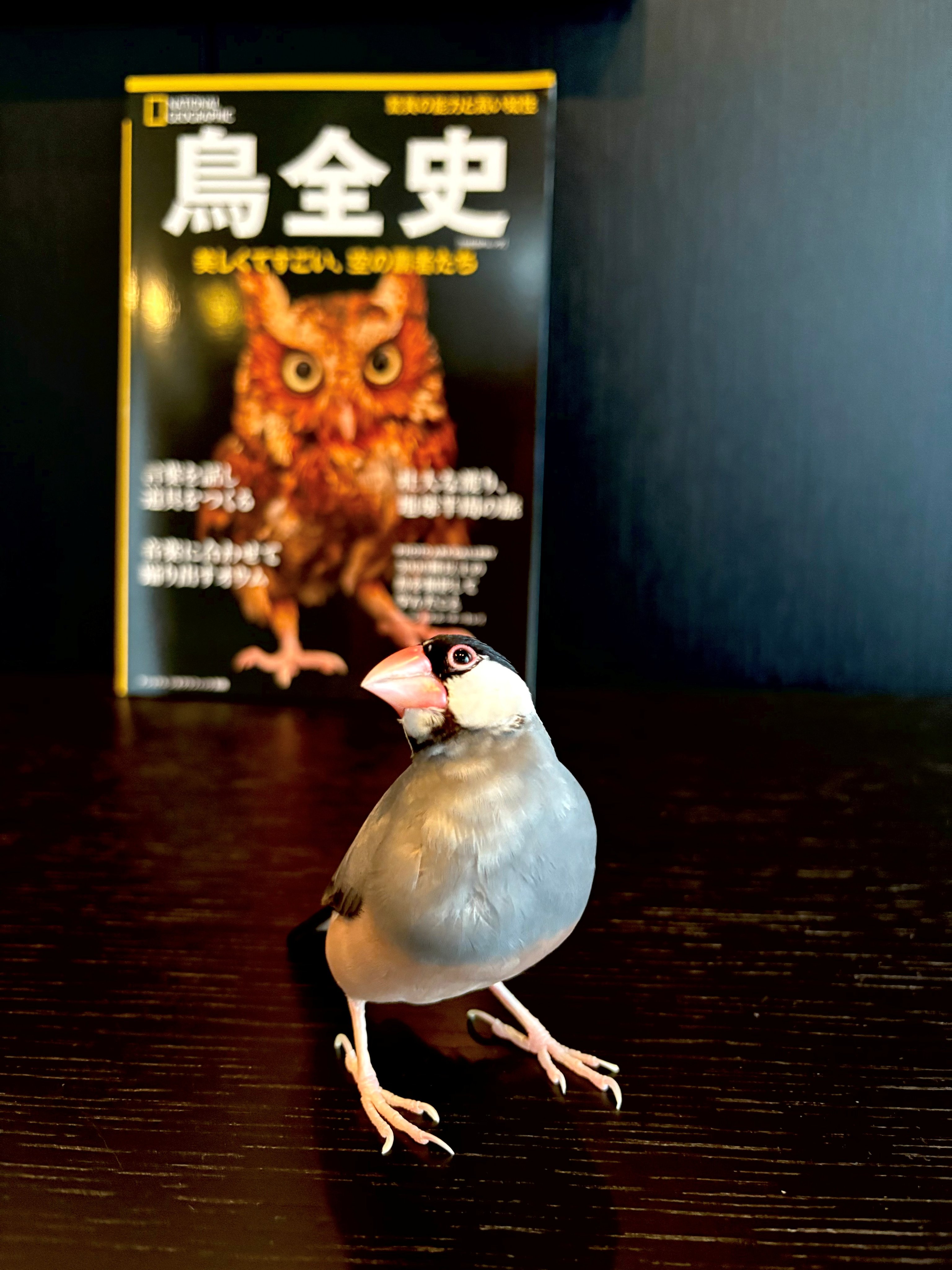 ⚠️注意‼️発送が特定の月末限定品 匿名配送込　絵画　李文魯サインと木製素敵な額縁付 ストール 惑惑△ – SR猫柳本線 猫キヲスク