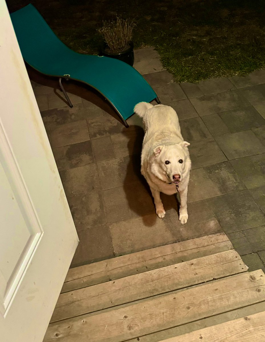 sadie_424's tweet photo. I can stand here allllllll night. 😤 Show me the cookie, mom!! 🦴 #NotComingIn #CookieTime #SpoilYourDogDay 
#Everyday https://t.co/0rvWPildeQ