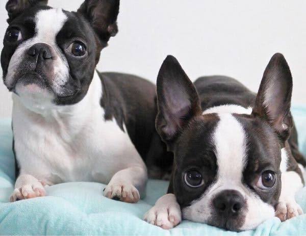 anime🐶                            real life🐶