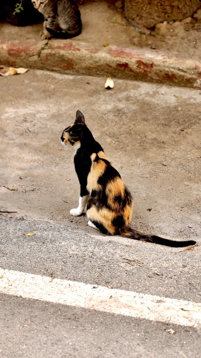 Thank God G K-1, B Block is a CAT Colony!

Let me tell you a story. Back in early to mid 80's we havd shifter to the outskirts of Srinagar. It was a beautiful countryside, mere 5km from Lal chowk.

There was a mean looking strong, black stray dog who would run after people. I was