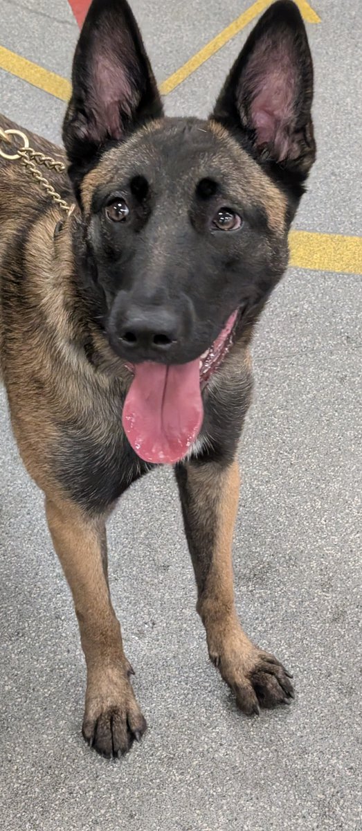 #ProjectServator officers at <a href="/EMA_Airport/">East Midlands Airport</a> have had a very special visitor - PD Vogue &amp; her handler for familiarization training. She had a great time engaging with passengers &amp; airport colleagues.  
When you see us on patrol please come and say Hello
Together we’ve got it covered
