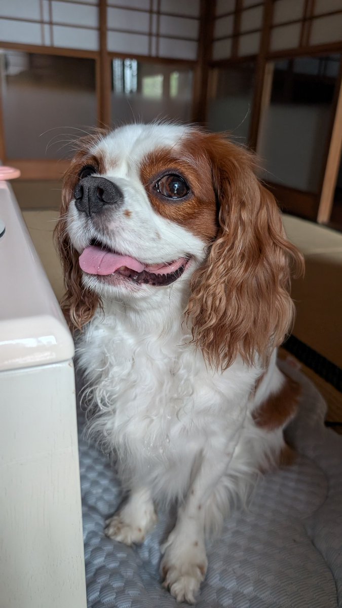 ママがご飯を食べているのを
横でじぃ～っと見つめて、
よだれを垂らす子😅
チョコちゃんは先に食べたよ〜