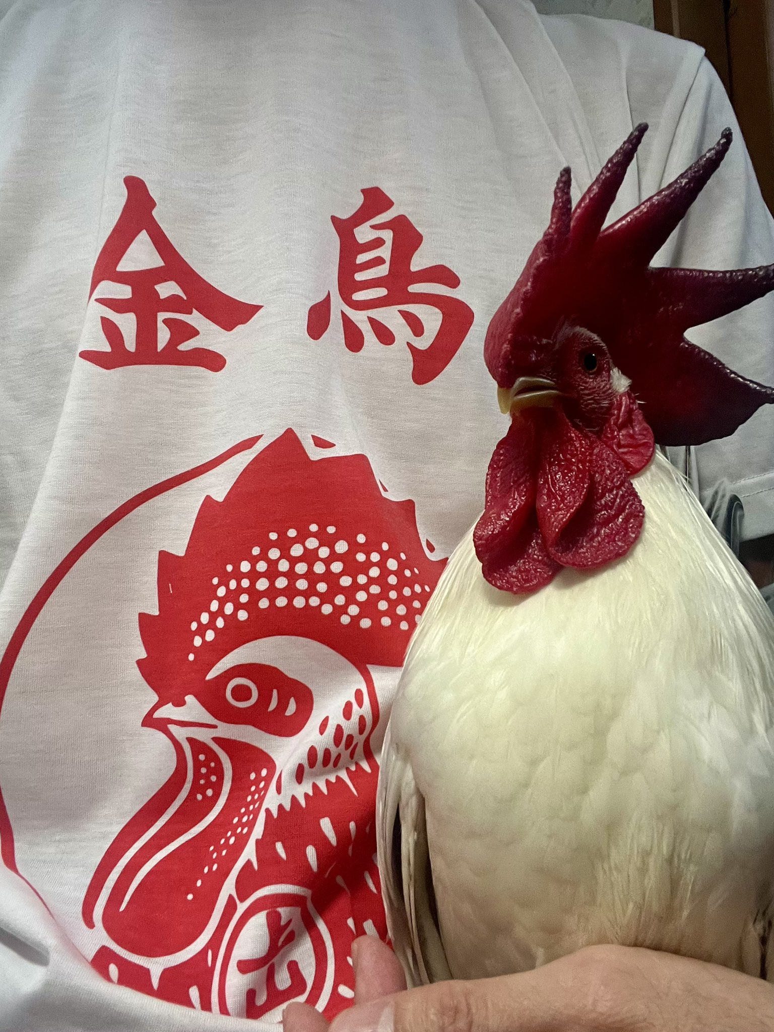 嘴廣 鸛（はしびろこう） on X: 