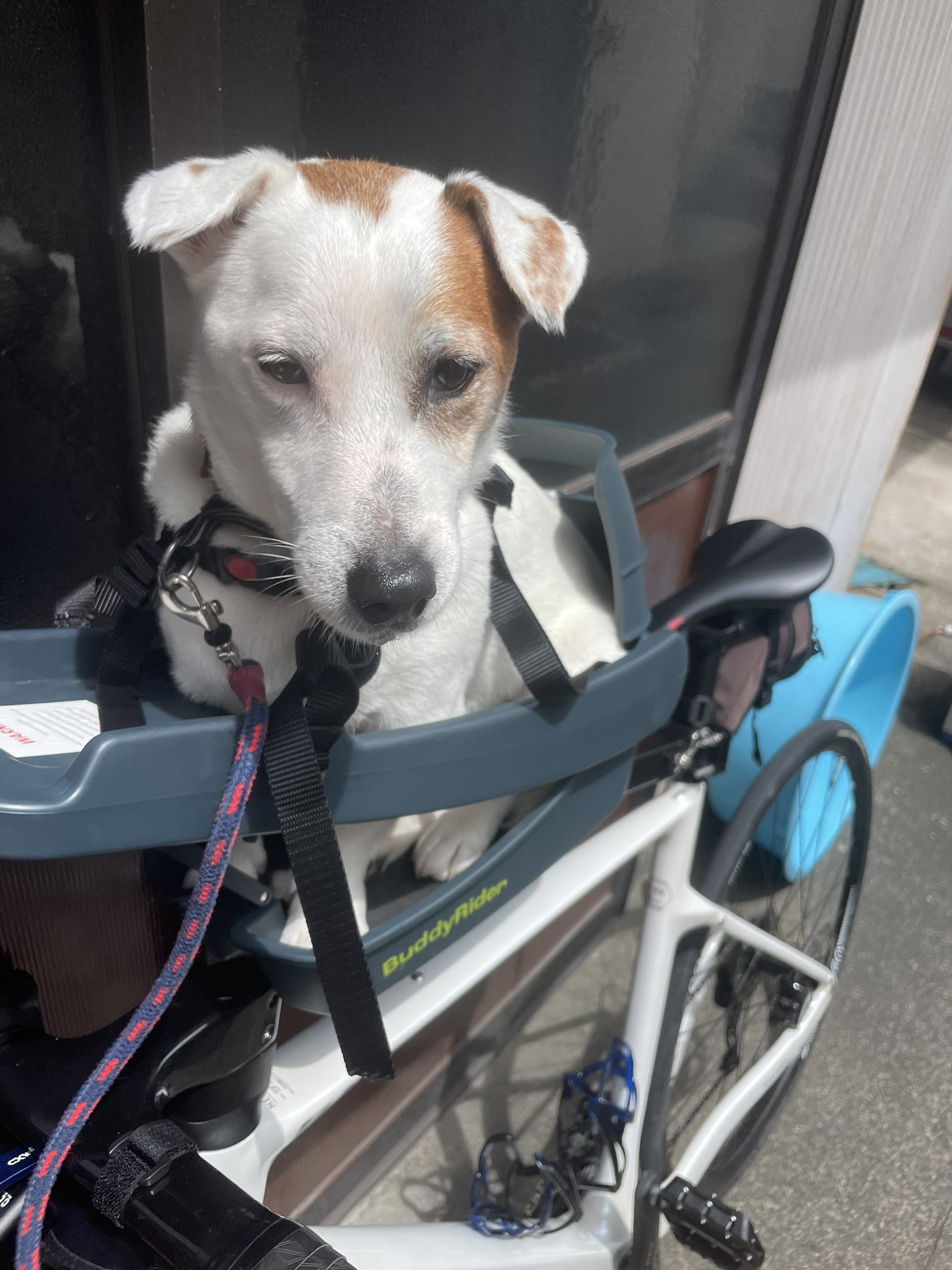 buddyrider - Search / X