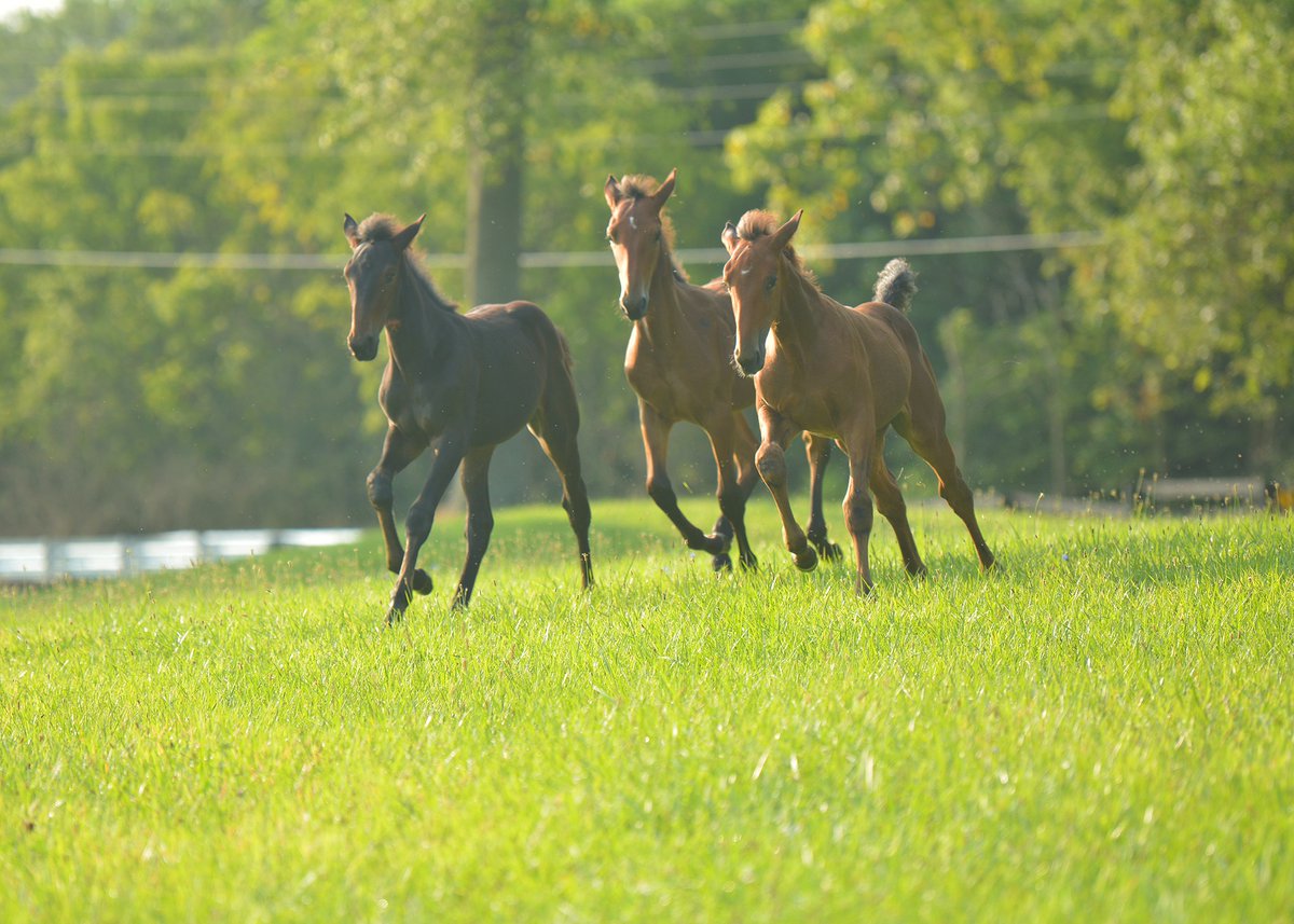 October issue of the ISA Magazine features yearling ads, which are due the first of September: indianaharness.com/october-isa-ma… #racelikeahoosier  <a href="/INStandardbred/">Indiana Standardbred Breed Development Program</a> <a href="/harnessindiana/">Dean Gillette</a>