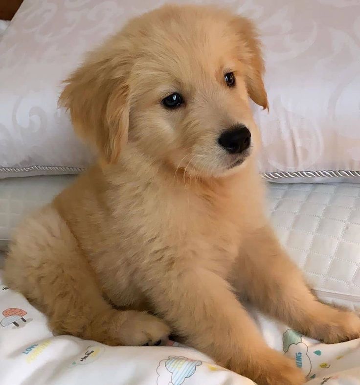 Popularpuppies3's tweet photo. https://t.co/sZUpLaLsxH