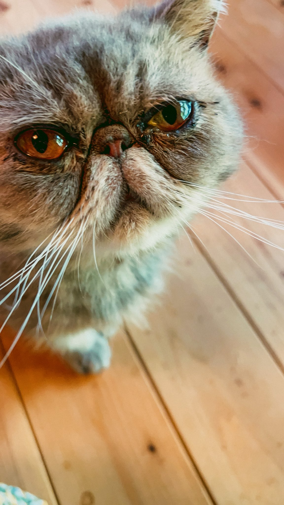 ブサ猫さんの酒盛り♡縁起物、招き猫、陶器人形、置物猫人形エキゾチックショートヘア 🆕にわか横招き猫(黒) 新発売🎉 津屋崎人形❌にわかせんぺい
