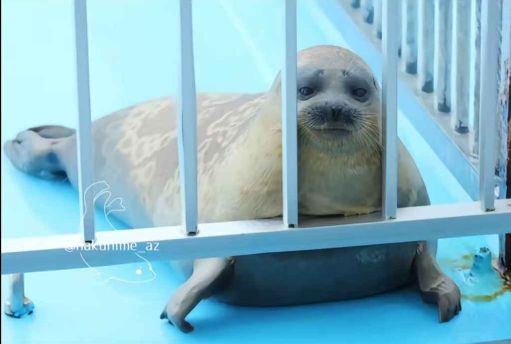 WHY SO SMUG!