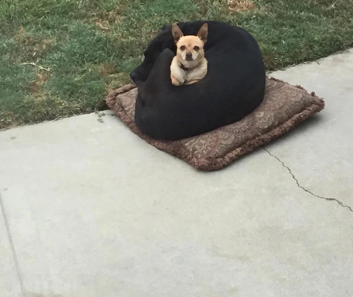 DiloConPerritos's tweet photo. Me mandaron esta foto de mi perrito en la guardería y pensé que estaba sobre una almohada gigante 😅 https://t.co/DOzpRZFij0