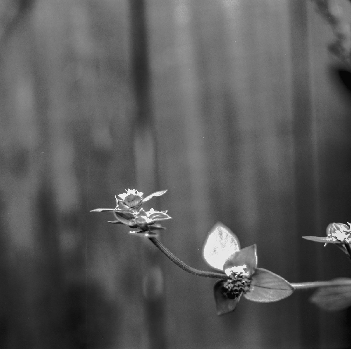 hexheadtn's tweet photo. #bokeh man! @simon_diamond :-)

#KODAK  TMAX-100
#LegacyPro #LMAX developer 6:15 minutes

#Minolta SRT 101
Minolta MC #Macro Rokkor-QF 50mm f/3.5 https://t.co/6QemM3ram2