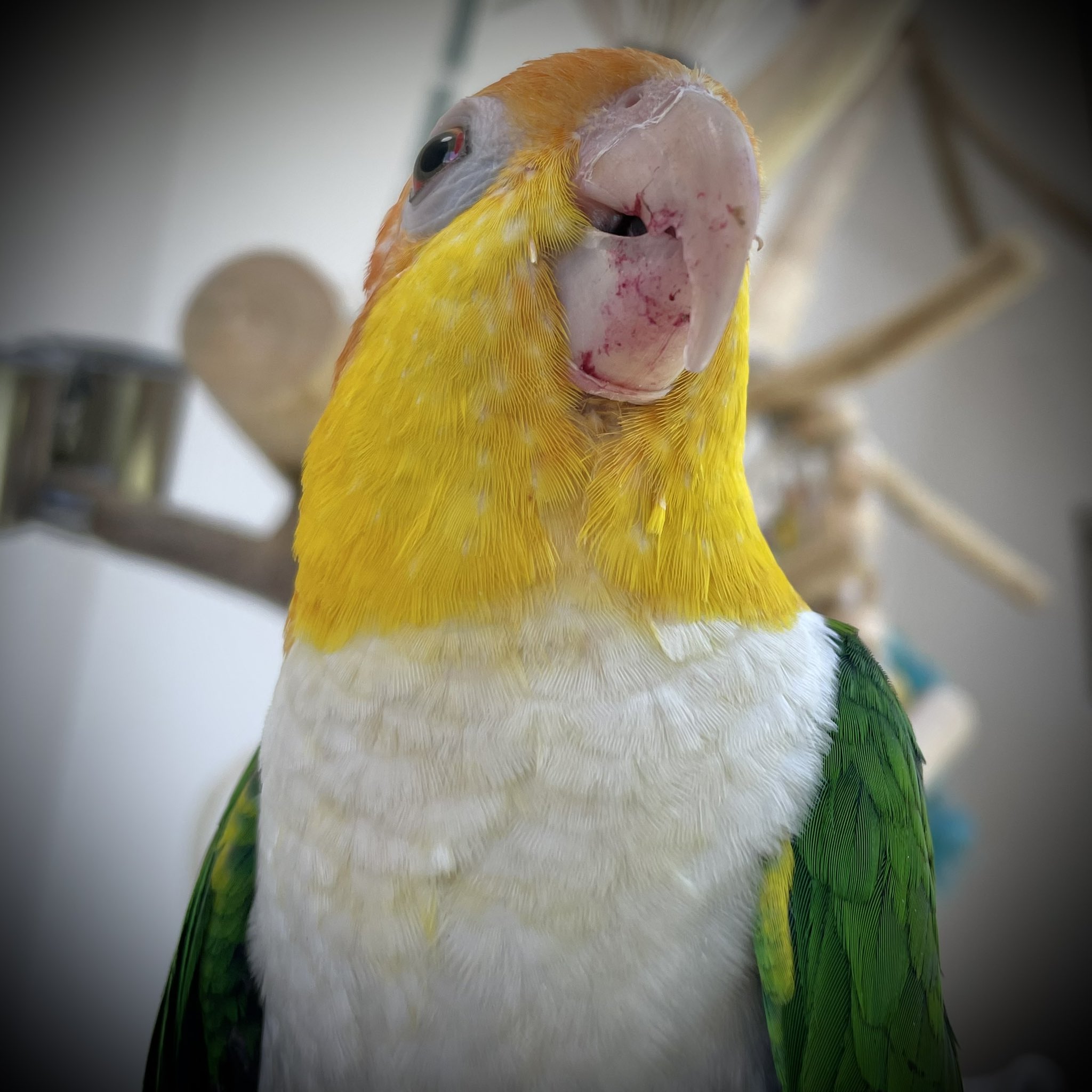 𓅫インコと暮らすあんず 𓅫𓅫 ⁎⁎ on X: 
