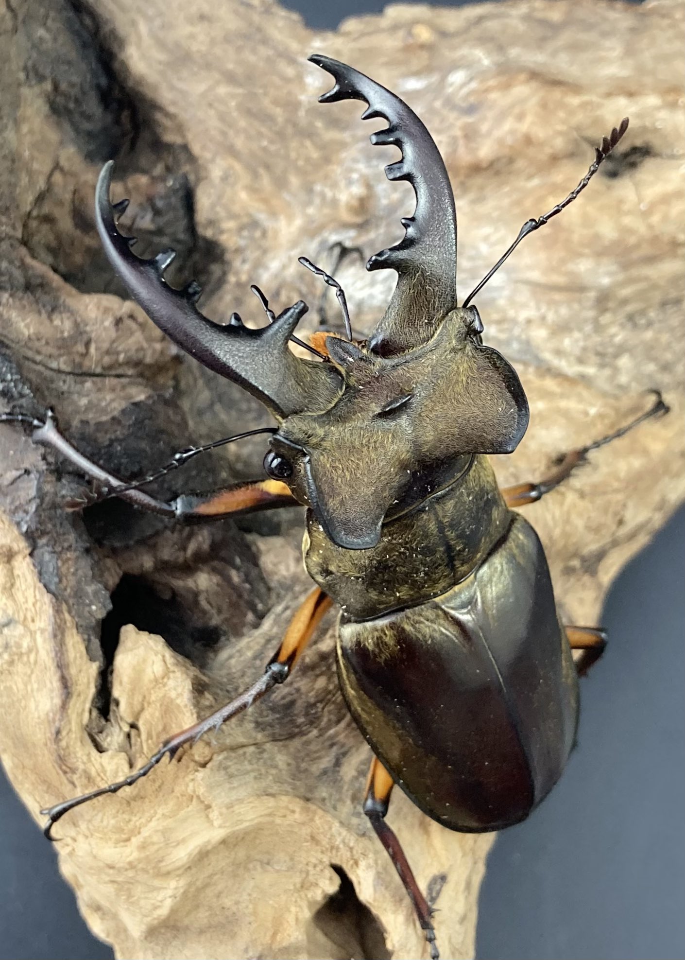 手に持つとしっくり来るという表現がピッタリの写真よりも実物の方が鼠色っぽ鶴首壷 手に持つとしっくり来るという表現がピッタリの写真よりも実物の