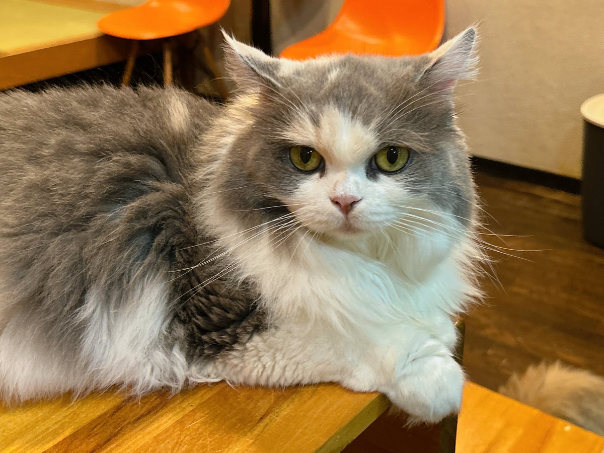 AbbKodeco's tweet image. 心猫にいってきました🐱
 #心猫