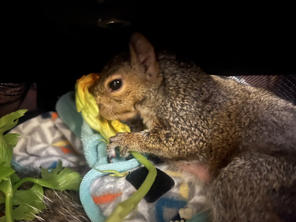 StrangeLounge's tweet photo. So happy i found these flowers at the grocery store. Pooh has been getting pickier but soon as i showed her these she tore them up. Happy baby makes a happy daddy π₯°πΏοΈπ°β€οΈ
#MyTinyFamily #squirreldad #bunnydad https://t.co/ytqOPMgTPX