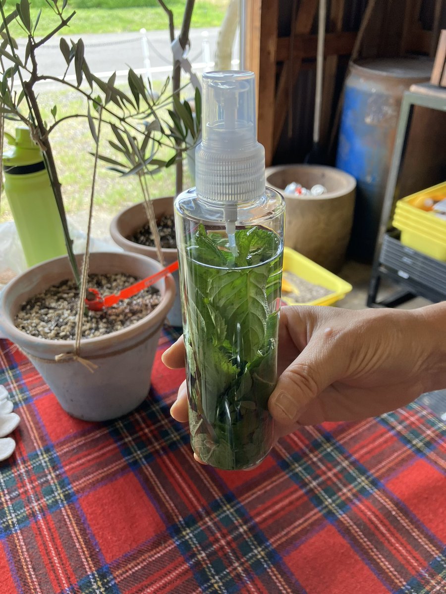OliveCrea's tweet photo. 〈ワークショップのご案内〉

初めての方でも楽しめるオリーブ苗木づくりのワークショップ。
場所:crea village"KOYA"藤枝市仮宿745-1
料金:1鉢¥5,980（税込）　鉢追加+¥4,400（税込）
※料金には苗木、材料費が全て含まれています。

お申し込みはこちら
TEL:054-641-6650（水〜日11:00~17:00） https://t.co/VpBfkOPDYy