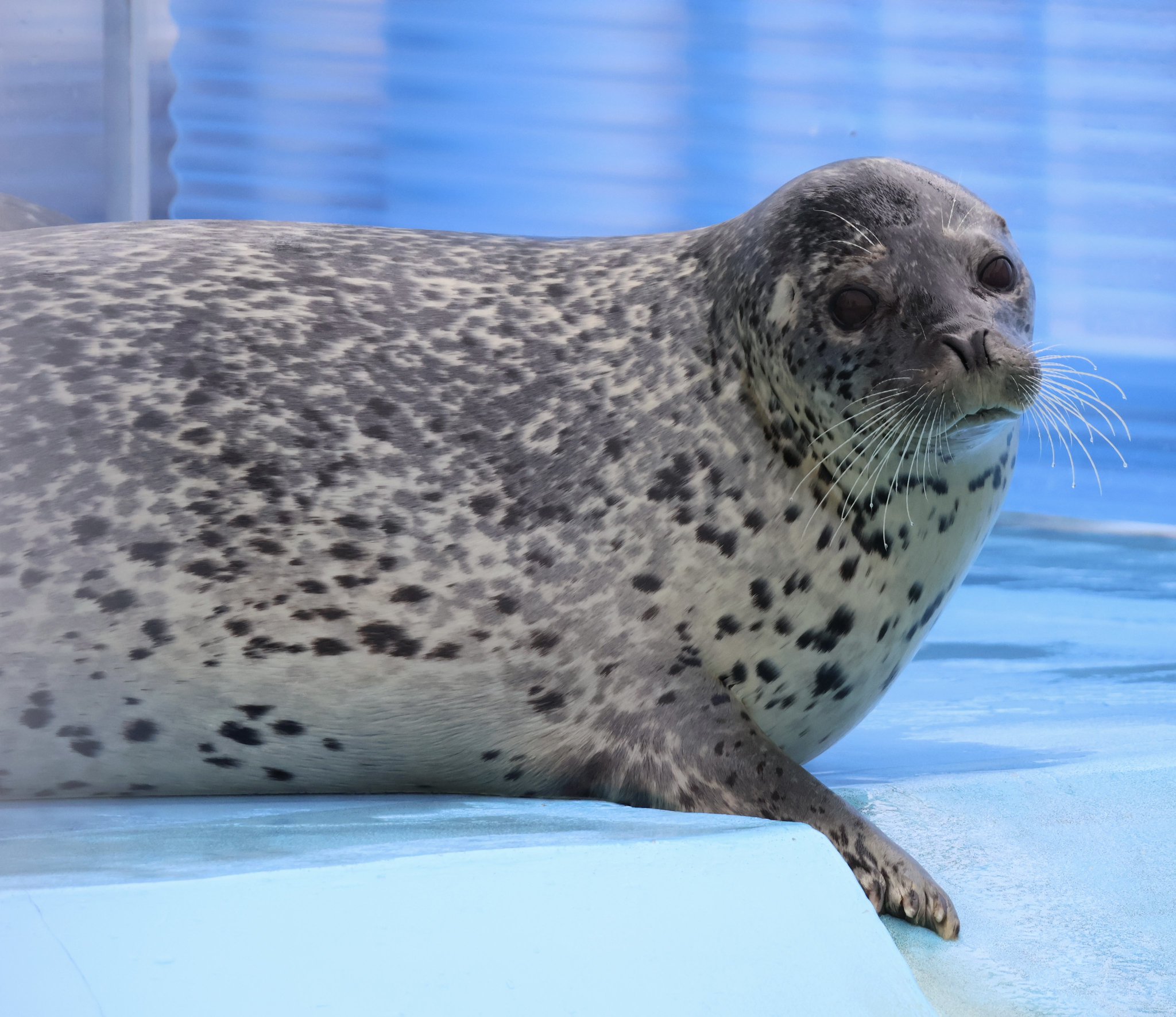 アザラシです○┓ 6460 アザラシの赤ちゃん：おもちゃ：百町森
