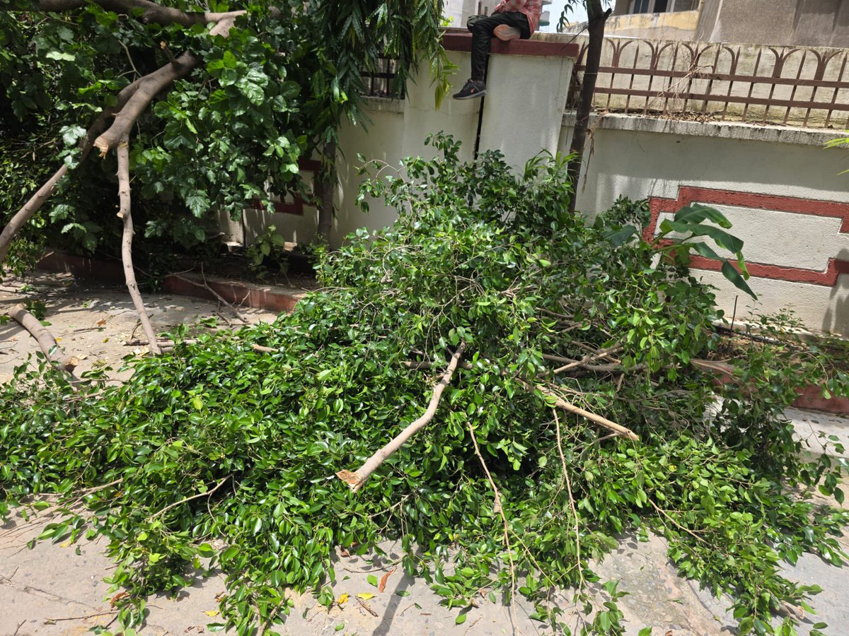 LallVishallall7's tweet image. Location : Vrindavan CGHS plot 8, sec 12 ,Dwarka New Delhi illegal felling healthy lush green tree mercilessly chopped Nirmal Chaya foundation humbly request to take strict action against the offenders can afford to loose our lungs @gupta_rekha @mssirsa @moefcc