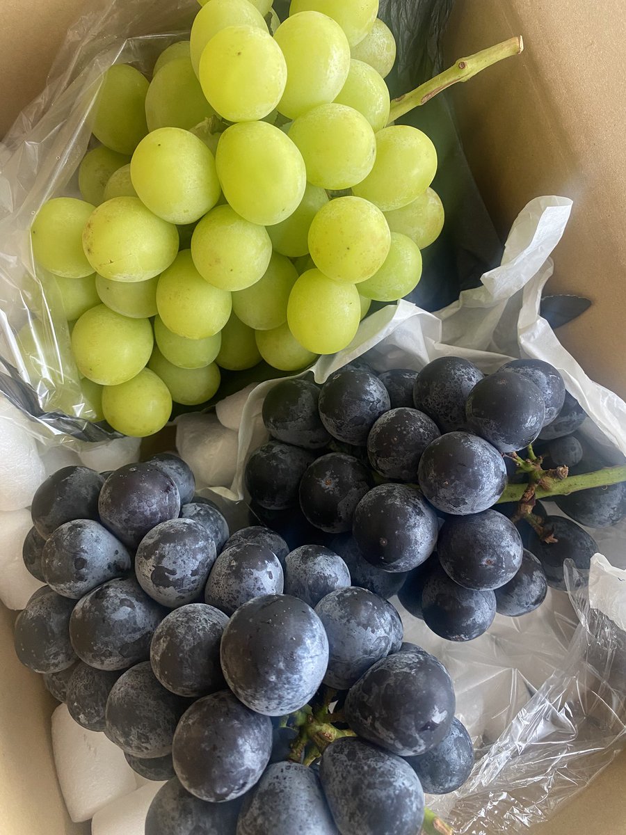 tomosawa05's tweet photo. 今年もこの季節がやってきました🍇
我慢できず写真撮影の前にパクリ😋
やっぱり美味い👍
@k_horizon_0828 https://t.co/xxwz9HapCO