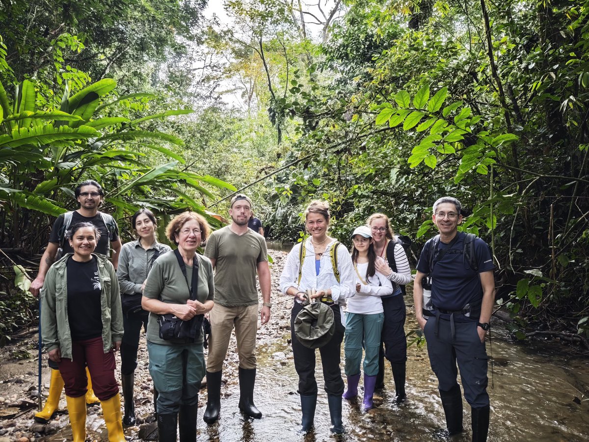 Santi Ron (@santiak) on Twitter photo De vuelta en la Amazonía 🐸🌳🦎
Parte de un proyecto colaborativo entre instituciones de Alemania y Ecuador <a href="/PUCE_Ecuador/">PUCE Ecuador</a> De vuelta en la Amazonía 🐸🌳🦎
Parte de un proyecto colaborativo entre instituciones de Alemania y Ecuador <a href="/PUCE_Ecuador/">PUCE Ecuador</a>