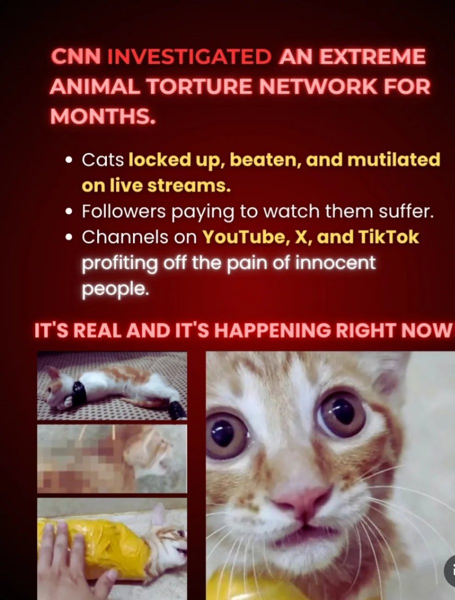 PhaedraXTeddy's tweet image. It's not just cats and it's not just in #China.
Chinese woman is right here on X, selling videos of herself pooping in a starving dogs food bowl and feeding it to the abused starved dog. Multiply this by thousands of abused animals suffering for #MadeInChina videos for expats…
