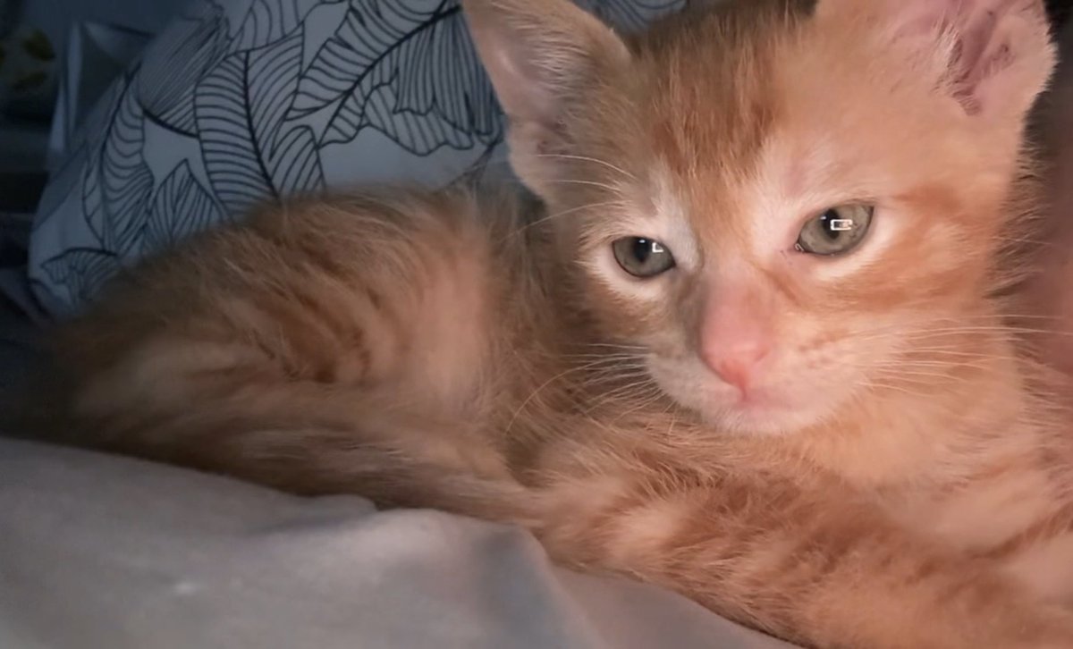 mi gato es Ron Weasley