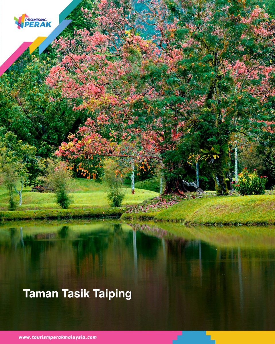 PerakTourism's tweet photo. Taman Tasik Taiping ๐ณ๐
Sebagai taman awam tertua di Malaysia sejak tahun 1880, Taman Tasik Taiping menampilkan deretan pokok angsana yang megah, tasik yang tenang dan pemandangan Bukit Larut yang memukau.
#PromisingPerak
#visitperak
#PerakSejahtera2030
#VisitMalaysia2026 https://t.co/QBo7UPk245