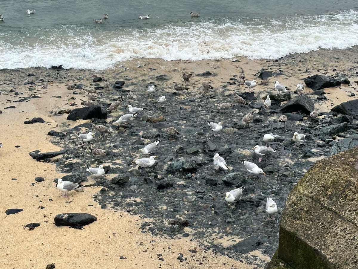 I hate my name. Makes me sound like a fish. Sand under my feet, nice and flat, allows a quick splurge of preening oil excreted from the back of my neck to cover my wings. 

We're off. Don't know why. Like a flock but we don't flock. Ah. I can see now that I'm up here, a dog