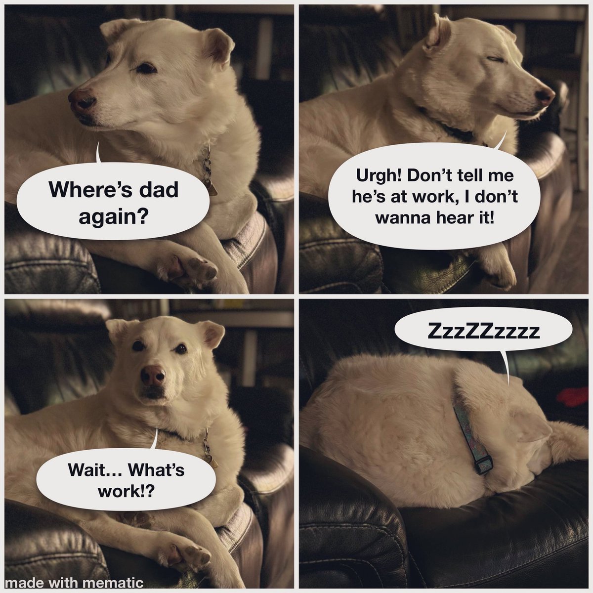 sadie_424's tweet image. Mom n dad’s nephew likes to make me into memes - and he’s not wrong! Where’s dad??!! 😡 #BackToWork