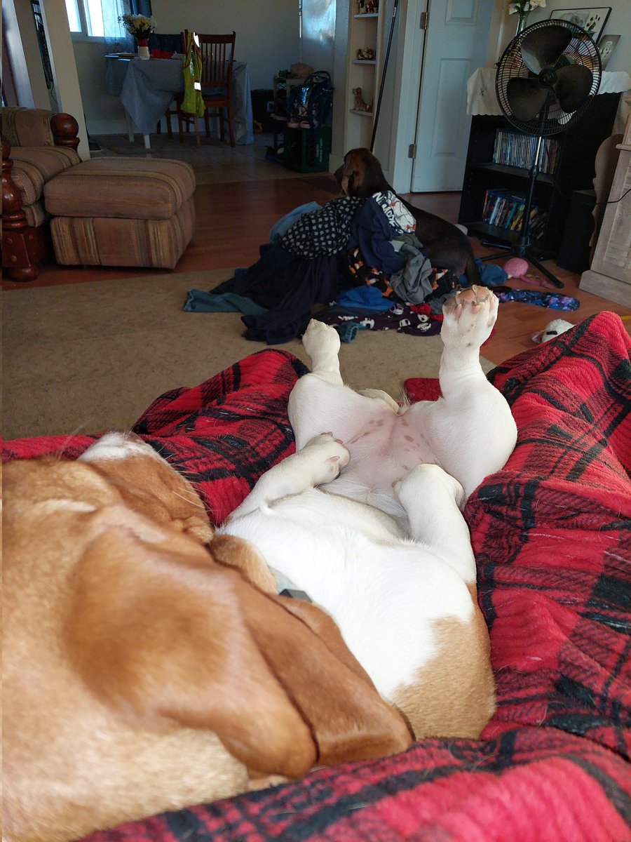 beaumontlover's tweet photo. @Phil_Sledge Relaxing. Adult (l) Baby (r) https://t.co/XkVO0tjgWU