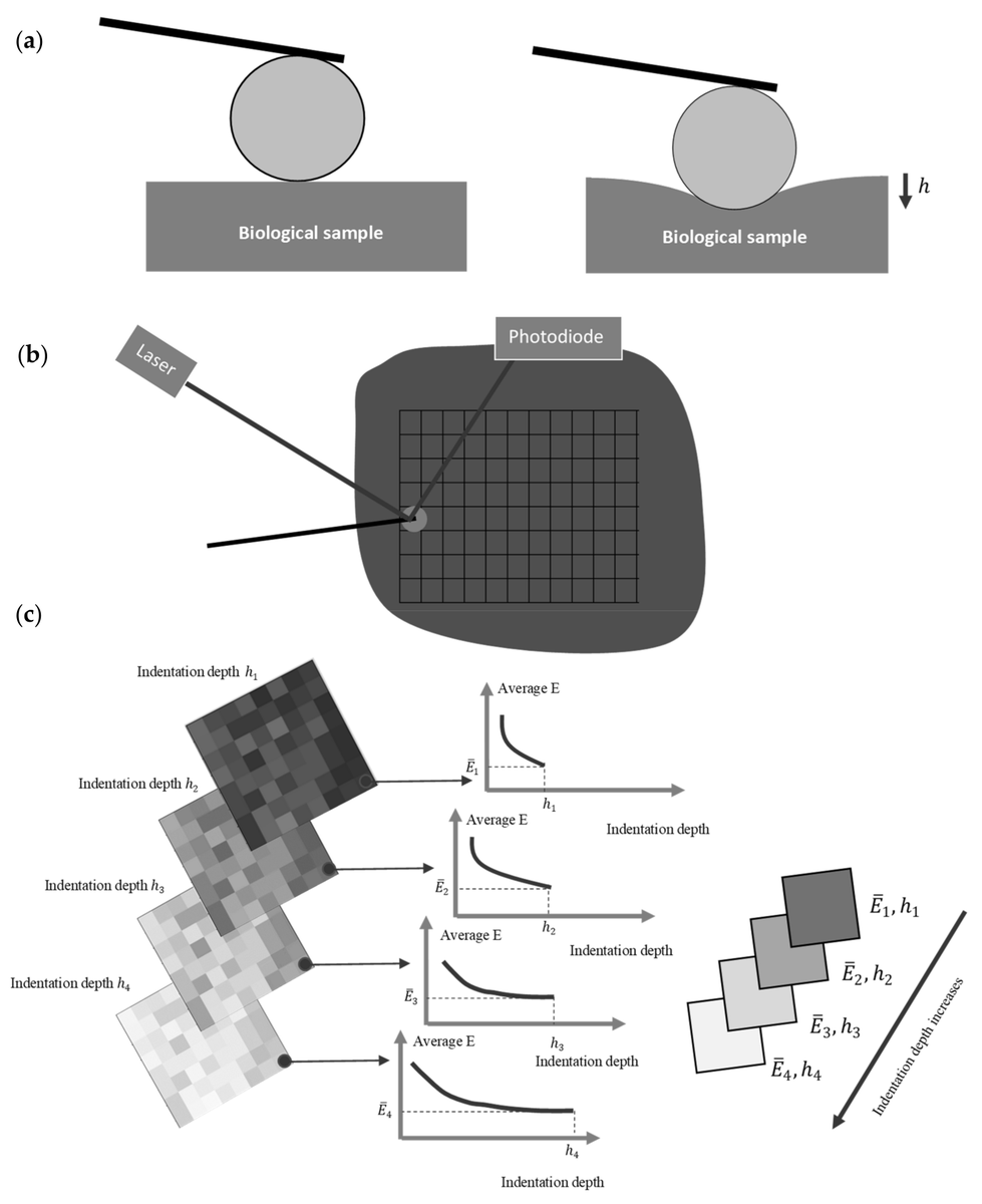 Nano_MDPI's tweet image. 🎉 Highly Cited Paper Alert!

3D AFM Nanomechanical Characterization of Biological Materials

🖊️ Stylianos Vasileios Kontomaris et al.
📖 Read it here: mdpi.com/2080654

#nanomaterials #AtomicForceMicroscopy #BiologicalMaterials #CancerDiagnosis #BreastCancerResearch