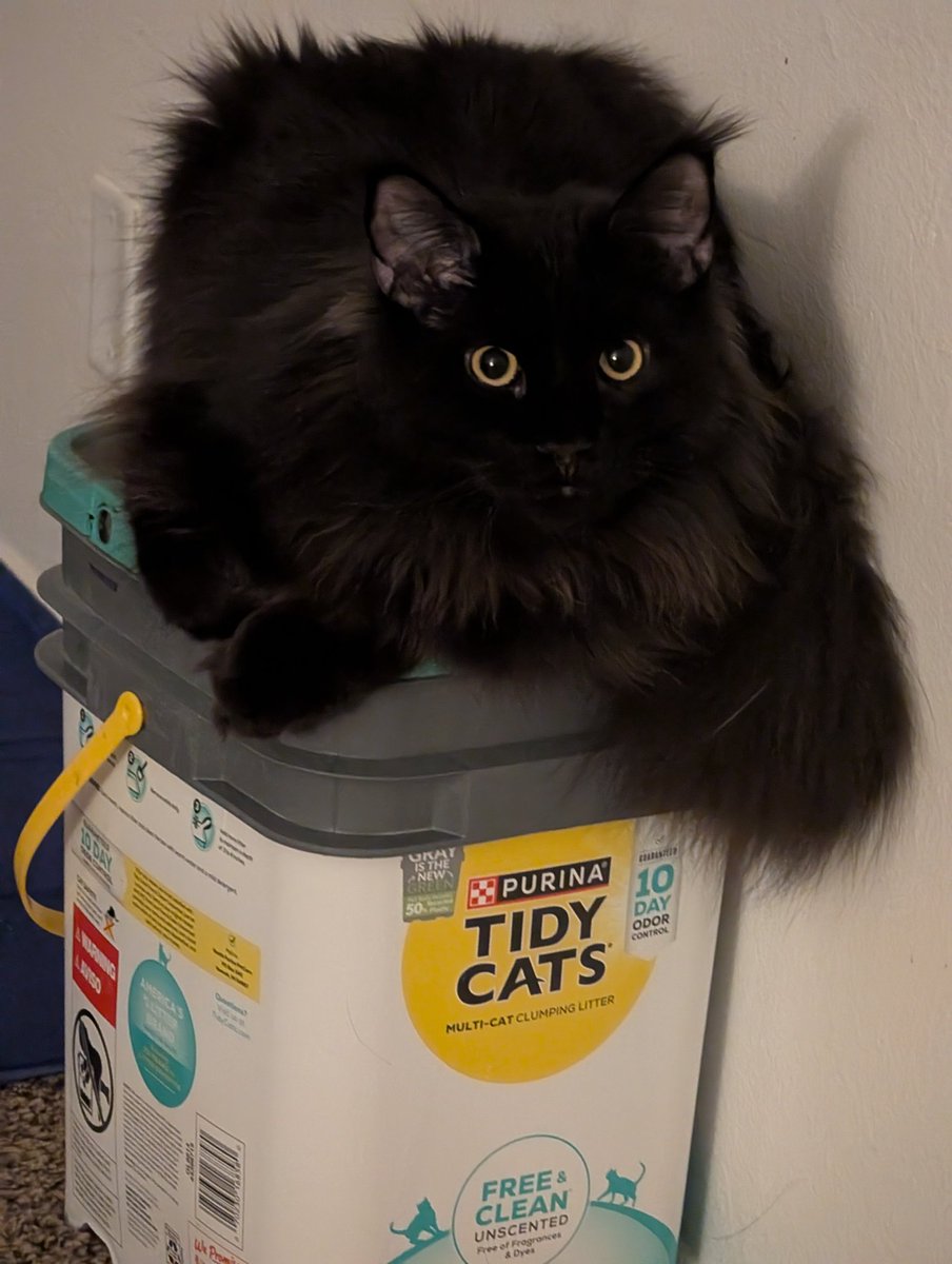 pravig1's tweet photo. Just chillin' @TidyCats @Purina https://t.co/pRDnm1lCR2