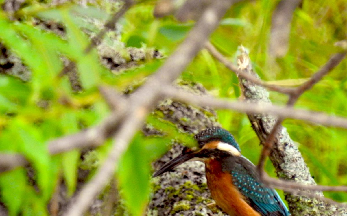 霧多布湿原にカワセミがいるよ
って
社長が言うんだけど
タイミング悪くいつも写真は撮れないって
今日は見れたし撮れたよ！
って朝食準備をしている私に画像をくれた
カヌーの途中で撮ったからちゃんと撮れてないよって
でも十分かわいいカワセミ✨
私も見たいなぁ
カワセミは幸運を運ぶ鳥なんだって