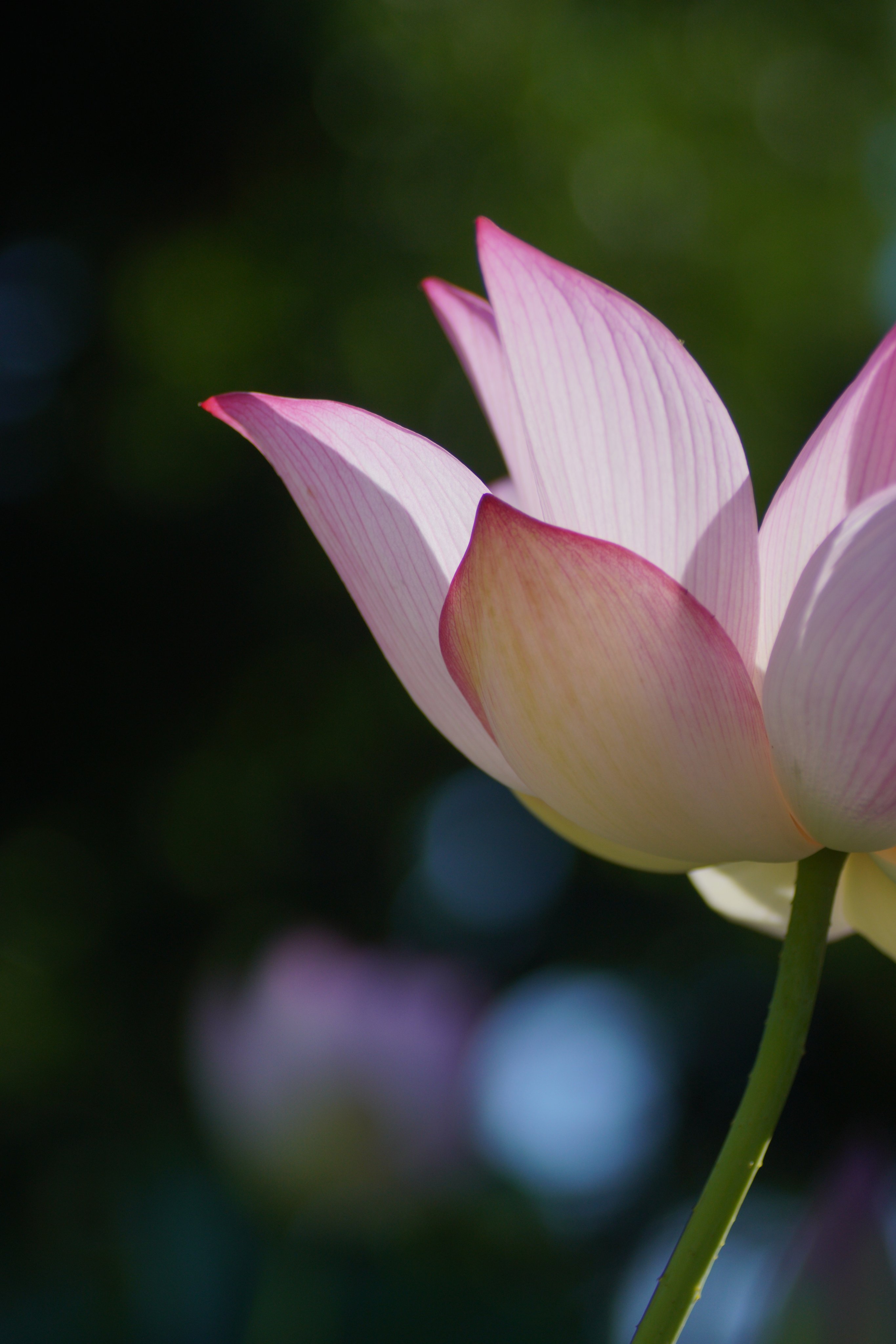 花蓮 2021春花周报(1) 4.11~4.16 玫瑰、铁线莲、鸢尾（启用章节功能