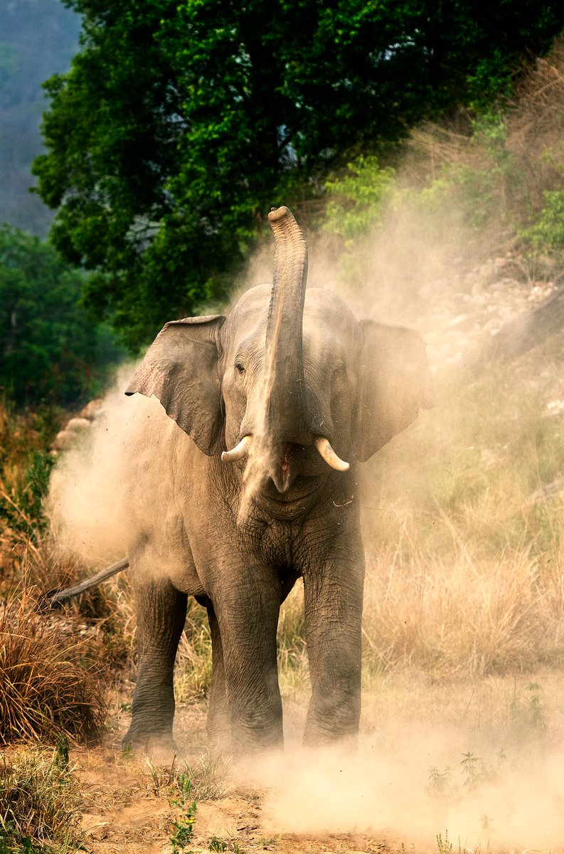 Happy World Elephant Day.
<a href="/NikonIndia/">Nikon India Official</a> #wildlife #nature #natgeo