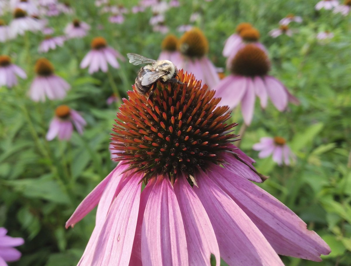 thatgroyper2's tweet photo. Today's SECOND literal Bug of the Day is this bee I spotted at the same botanical garden last week.
This is probably the Common Eastern Bumble Bee (Bombus impatiens). I've photographed the same species at the same spot before.
#BugOfTheDay
#Natureposting
#BOTD
#GroyperSeason https://t.co/O47ZfoTE7N