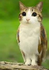 Hourly Loomian Legacy Confessions tweet media