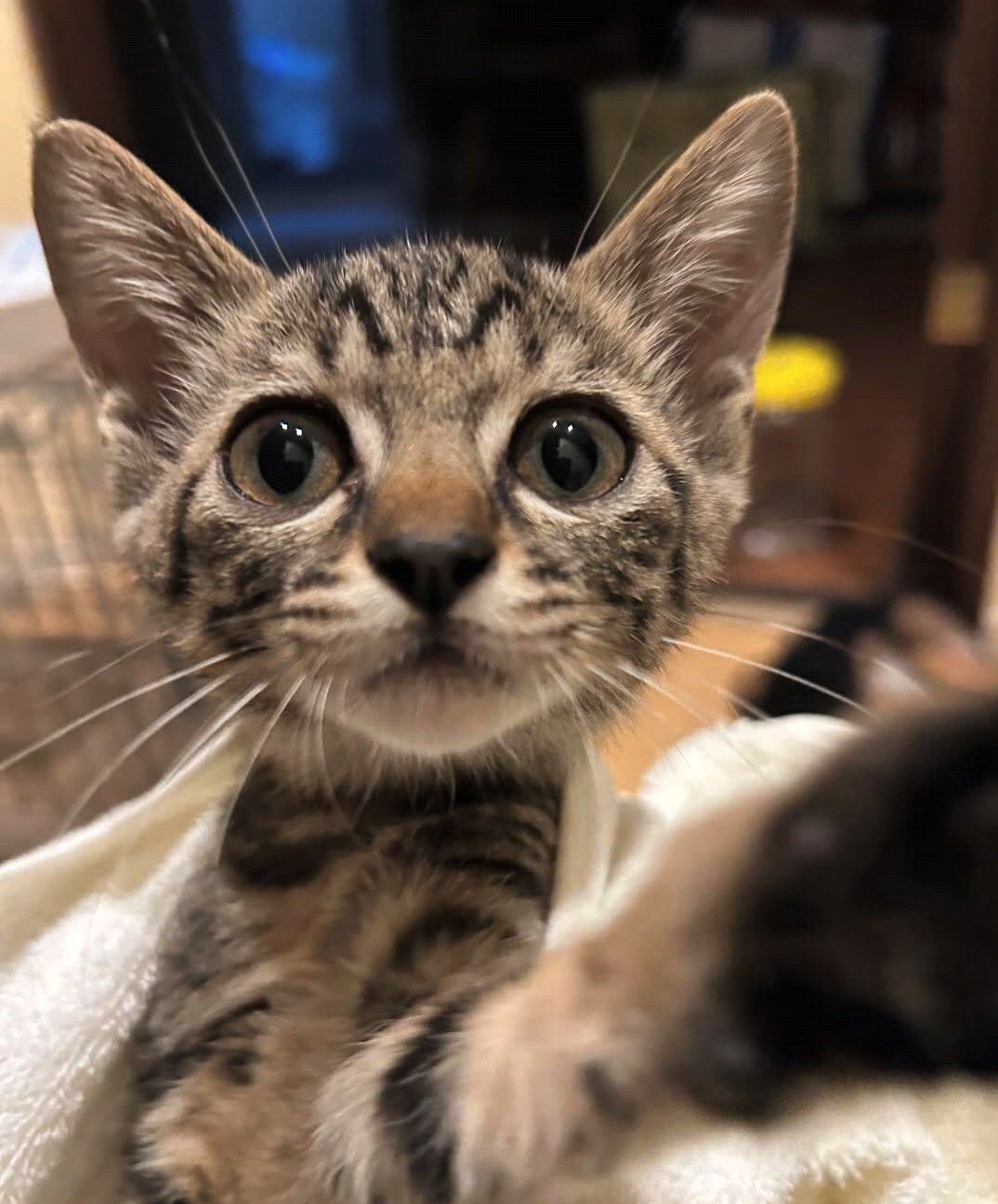 猫 春日井さくら猫の会🐈‍⬛(仮) on X: 