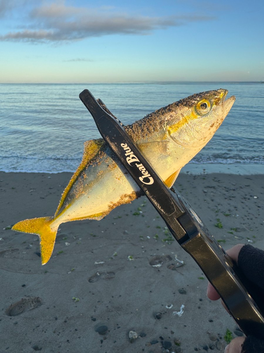 先週くらいの！
フィッシュグリップで掴めるくらいのサイズだけど、初青物だったからめっちゃ嬉しかった😆✨