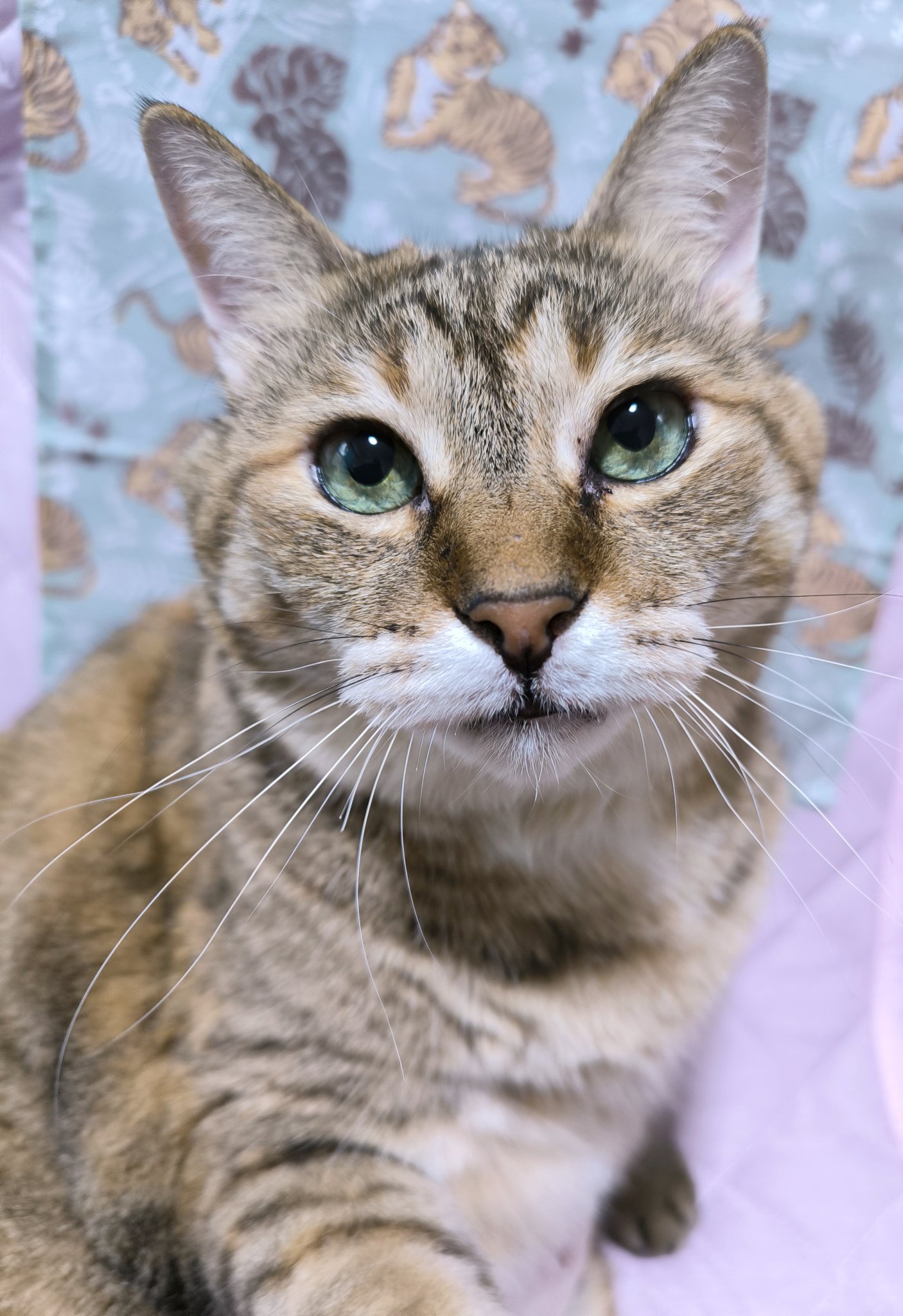 猫派 朔🐈断然猫派 on X: 