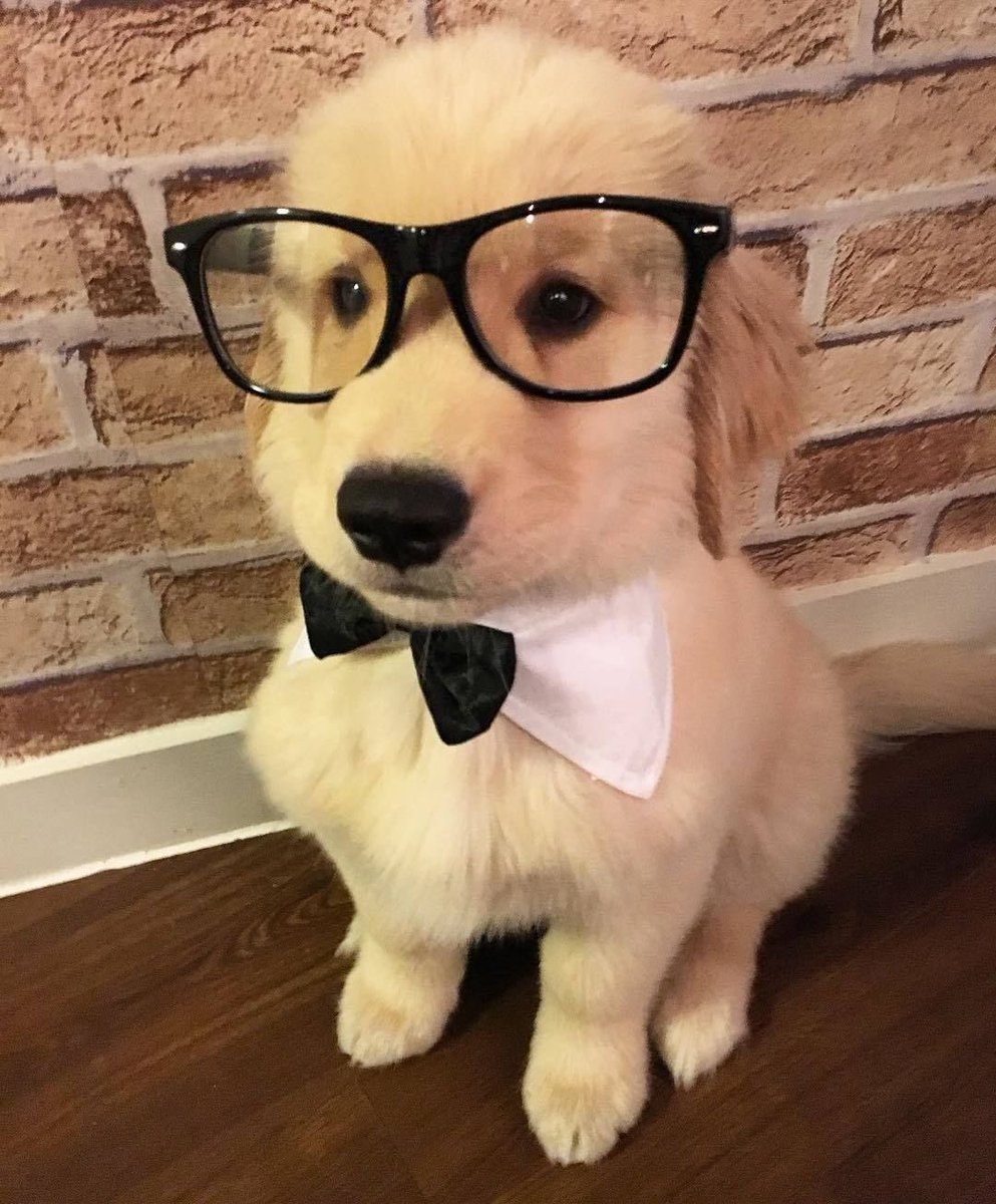 takemybear 🐶 (@takemybear) on Twitter photo 