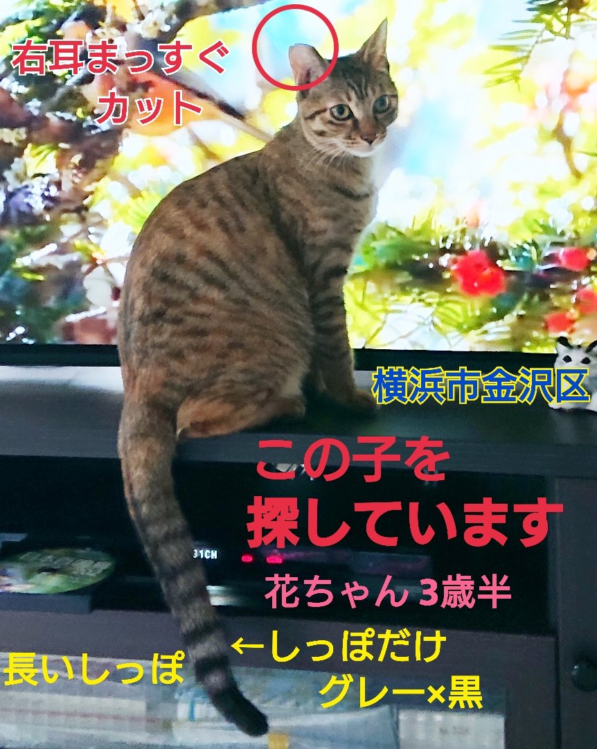 猫を探しています。花ちゃん3歳半くらい。麦わら猫または、茶系のキジトラ。2024年4月11日横浜市金沢区富岡東の自宅から私の不注意で外に出てしまい行方不明のままです。1年4ヶ月手がかりはなくずっと探しています。
#猫を探しています 
#拡散希望  
#リポストお願いします 
#横浜市金沢区