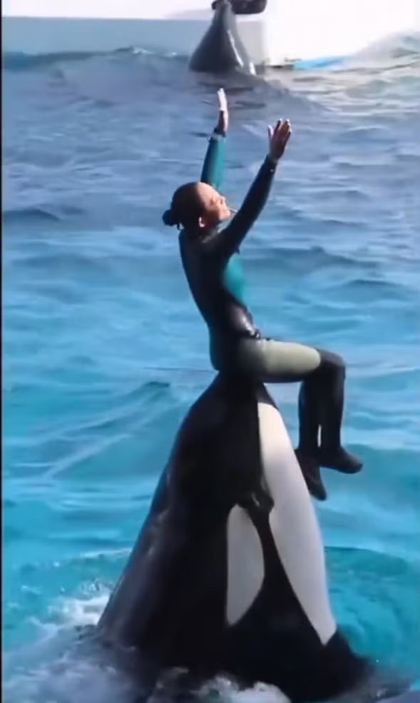 La verdad detrás de la supuesta muerte de la entrenadora Jessica Radcliffe a manos de una orca. record.com.mx/contra/la-verd…