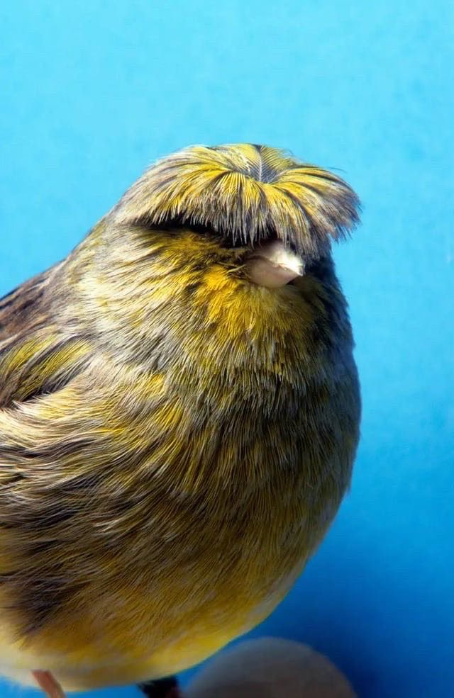 I have bleach-blonde hair and my friend said i look like one of these birds so that’s my new sona. Just this little freak.