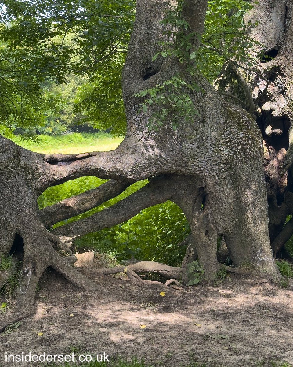 InsideDorset tweet media