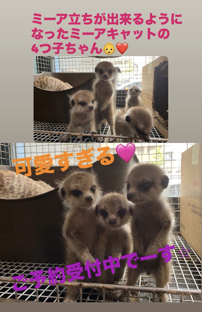 ミーアキャットのベビー4つ子ちゃん
ミーア立ちが出来るようになりました🥹❤️
まだ、ヨタついてるところも
可愛いすぎ🐈🩷

#ミーアキャット
#ミーアキャットベビー
#ミーアキャットブリーダー