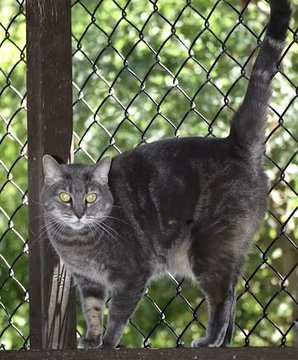 sachikoko's tweet photo. 👉🏽SENIOR ALERT🙏🏽PLZ SHARE
💙Playful 8YO #Senior Blue/Gray Kitty "JUMPER"💙
📣Needs A🏘#FureverHome🏘
▶4 INFO https://t.co/5Rc5JccTdv
🙏🏽#Adopt #AdoptDontShop
#Acampo, #CA #Lodi #SanJoaquinCounty #CentralValley
☑Cats☑Older Kids @AdoptRescueCats #Declawed
#RehomeHour #US #Cats https://t.co/ZrvzPKHVQm