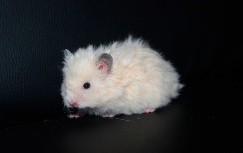 곱슬햄....🐹💙