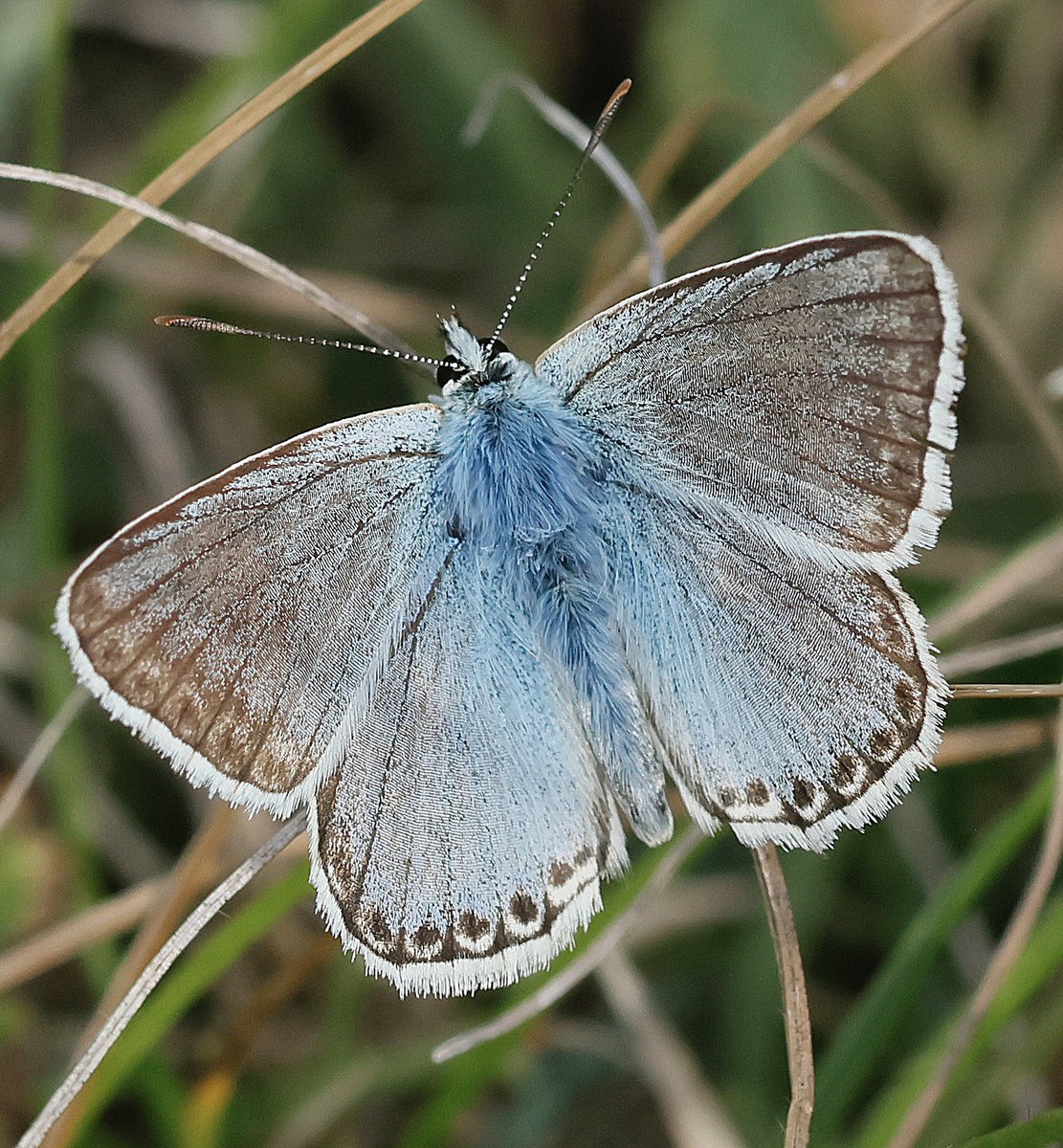 Steve Nikols tweet media