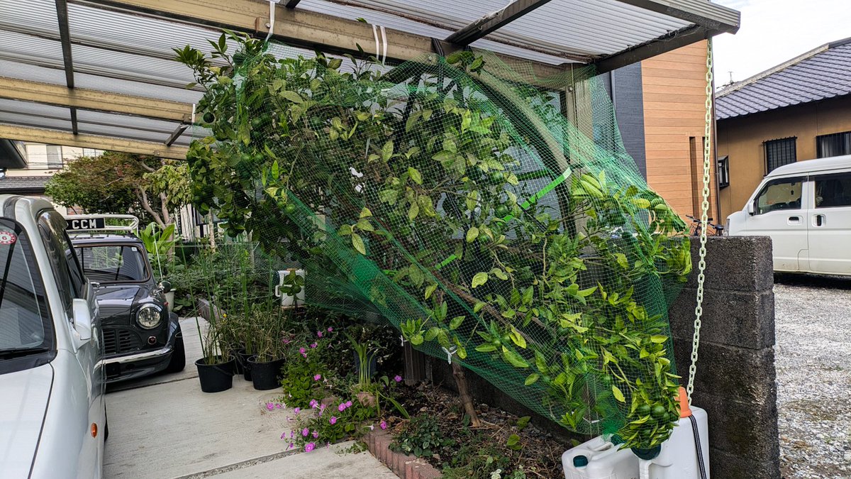 みかん保護ネットを張るdone.
